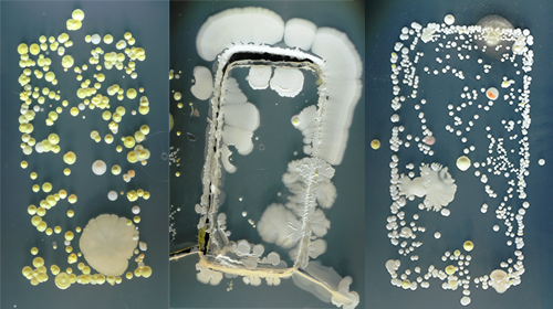 Studenten plaatsten hun smartphone tegen een bacteriële voedingsbodem met deze prachtige foto's als resultaat